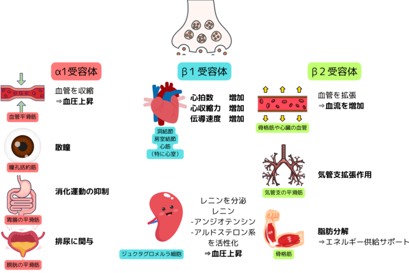 カテコラミンと受容体